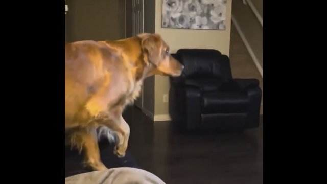 Pies przestraszył się, widząc po raz pierwszy w telewizji Dartha Vadera