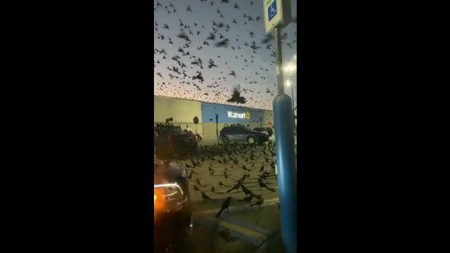 Ptaki opanowały parking. Niezwykłe nagranie z Teksasu