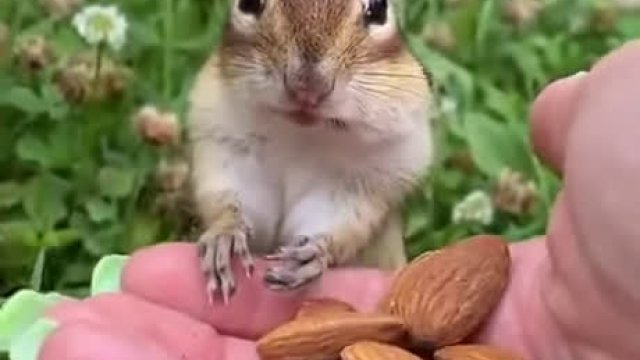 Wyjątkowo posłuszna wiewiórka