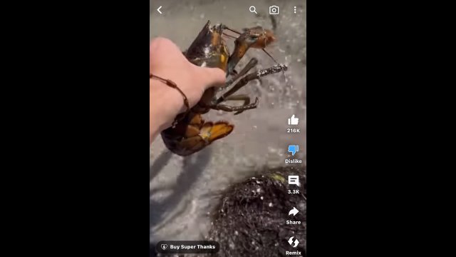 Youtuber kupił homara i wypuścił go na wolność. Zrobił to tak, że biedak nie przeżył