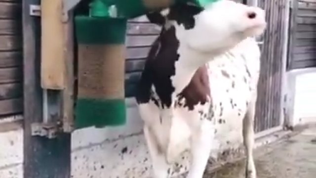 Szczęśliwa czysta krowa