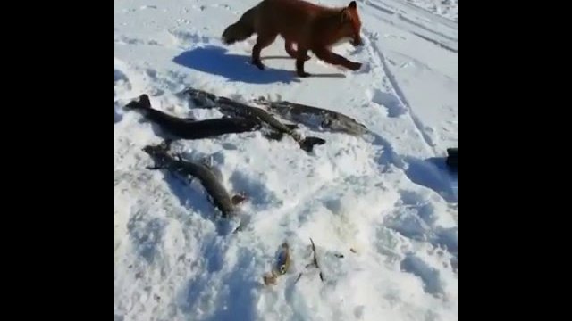 Lisek podbiera rosjaninowi rybkę