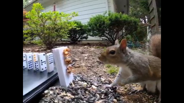 Pomysłowy sposób karmienia wiewiórki za pomocą maszyny Rube Goldberga