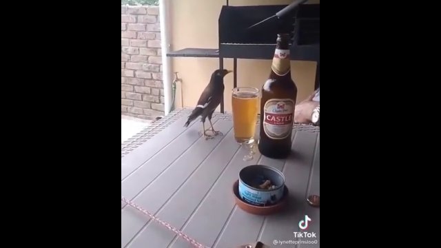 Ptak alkoholik