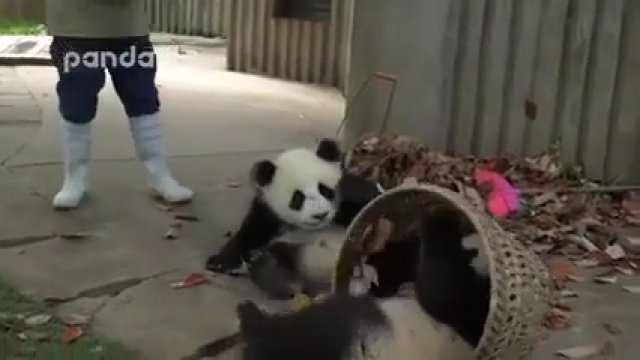 Ciężkie życie pracownika zoo próbującego sprzątnąć wybieg dla pand...