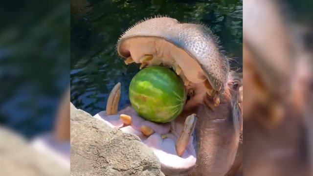 Hipopotam zajada się arbuzem. Pożera go w całości [WIDEO]