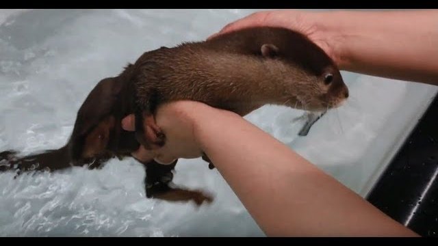 Pierwsza kąpiel dla małej wydry która początkowo jest bardzo przerażona