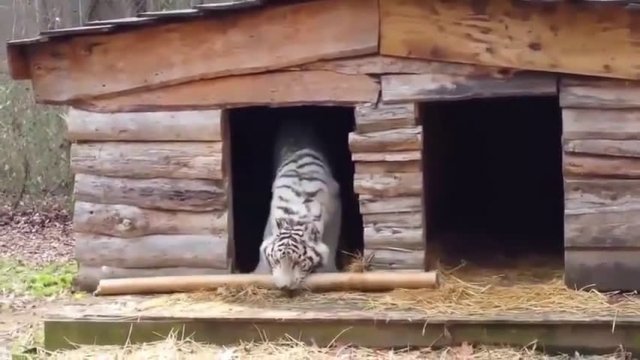 Tygrys wnosi bambus do posiadłości