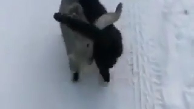 Śnieżną ścieżką spacerują dwa koty