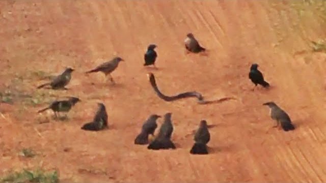 Gang ptaków atakuje węża