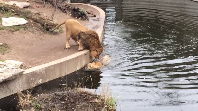 Nieuważny lew wpada do wody