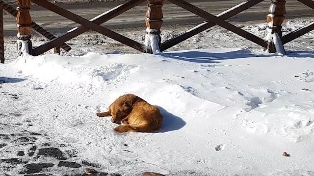 Porzucony pies spał na śniegu przez kilka dni ale jego los odmienił turysta