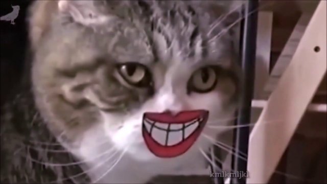 5 minut filmików z kotkami, które poprawią Ci humor