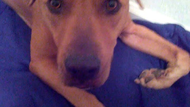 Uratowany pies który uczestniczył w walce psów nie wie co zrobić z kością