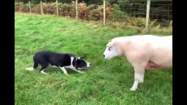 Border collie zna się dobrze  na swojej pracy [WIDEO]