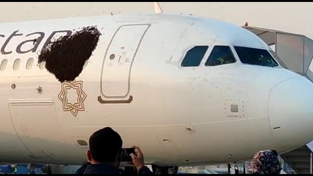 Atak pszczół miodnych na samolot na lotnisku w Kalkucie