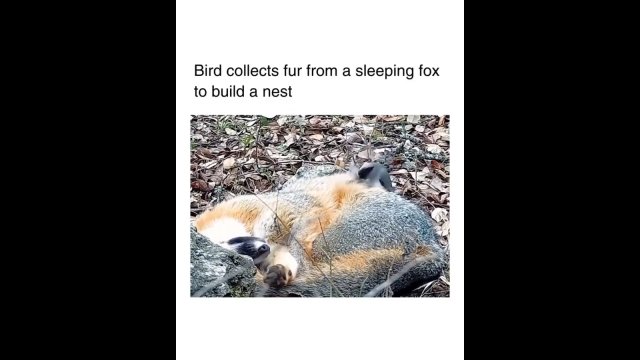 Ptak wyrywa futro ze śpiącego lisa, aby użyć je do budowy gniazda [WIDEO]