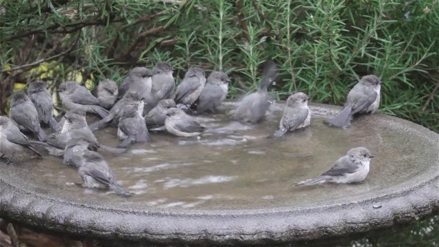 Małe ptaszki - imprezie na basenie