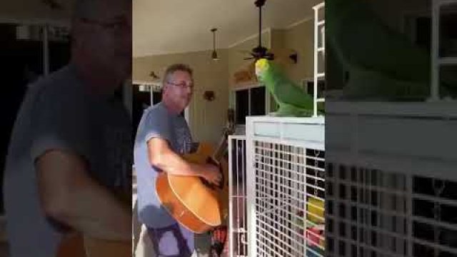 Śpiewająca papuga
