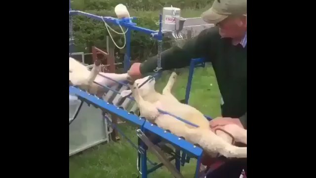 Ciekawa maszyna ułatwiająca szczepienie owiec