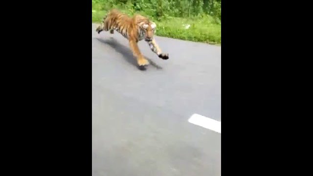 Tygrys kontra goście na motocyklu. Majty musieli mieć pełne