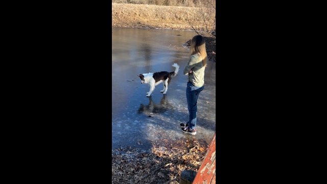 Pies pierwszy raz zobaczył zamarzniętą wodę
