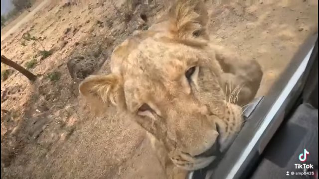 Lwica próbowała dostać się do samochodu w którym siedzieli turyści
