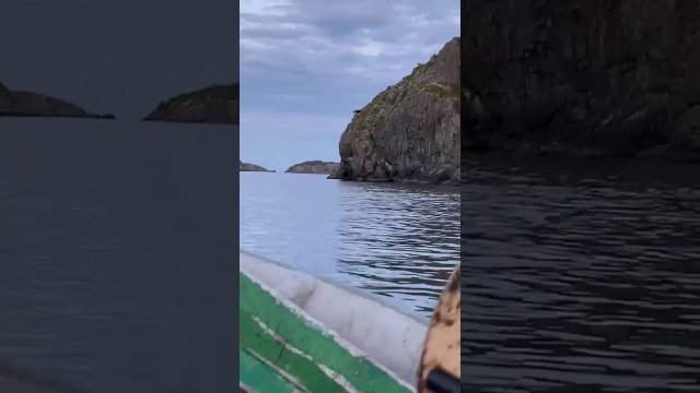 W Kanadzie sfilmowali łosia skaczącego z klifu do wody