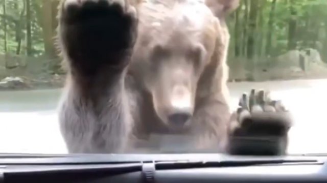 Kierowca zamknął okno, więc niedźwiedź otworzył sobie drzwi