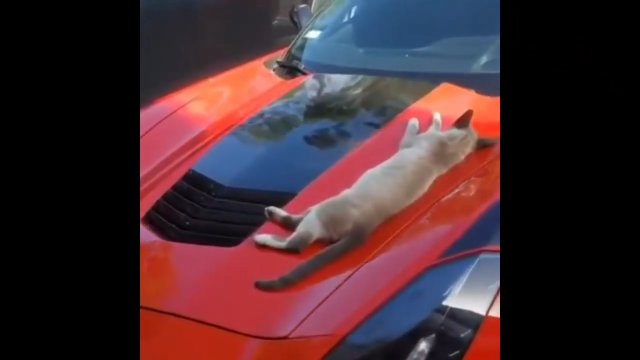 Kot przebiegł się pazurkami po sportowym samochodzie