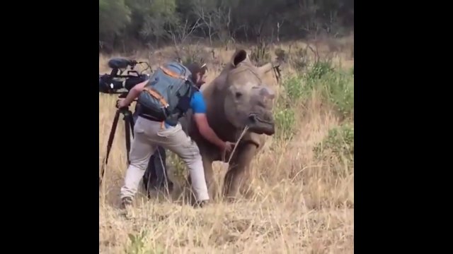 Dziki nosorożec zmusił operatora, aby ten podrapał go po brzuchu [WIDEO]
