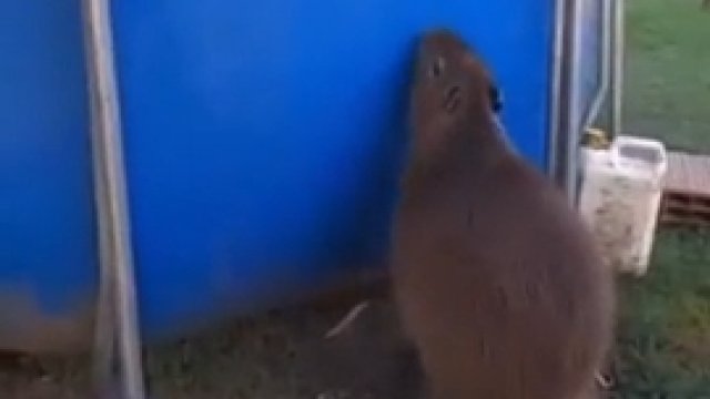 Potężny skok kapibary