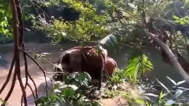 Dzikie słonie indyjskie dziękują ludziom.