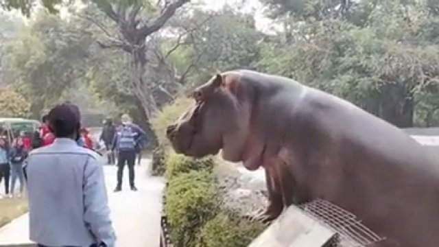 Ochroniarz naraził życie, aby uratować ludzi przed hipopotamem