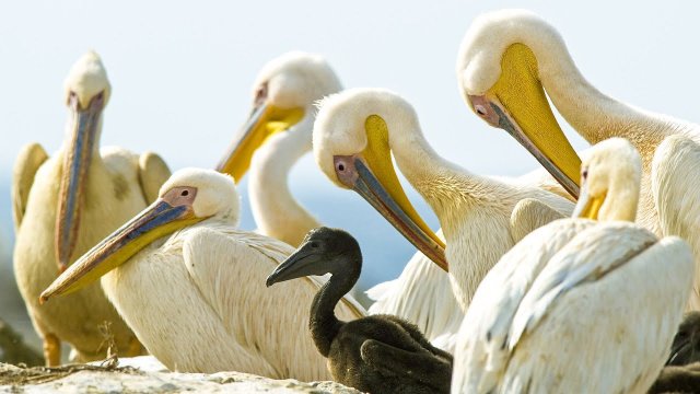 Głodny pelikan połyka spore ptaki w całości.