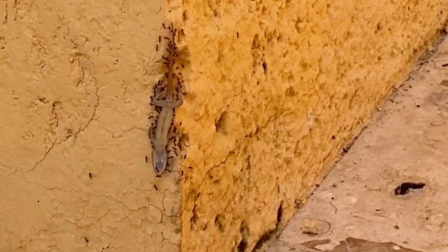 Mrówki są w stanie unieść jaszczurkę po ścianie domu