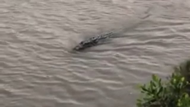 4-metrowy krokodyl zjada rekina w całości