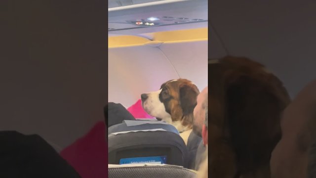 Właściciel wykupił swojemu psu własne miejsce w samolocie [WIDEO]