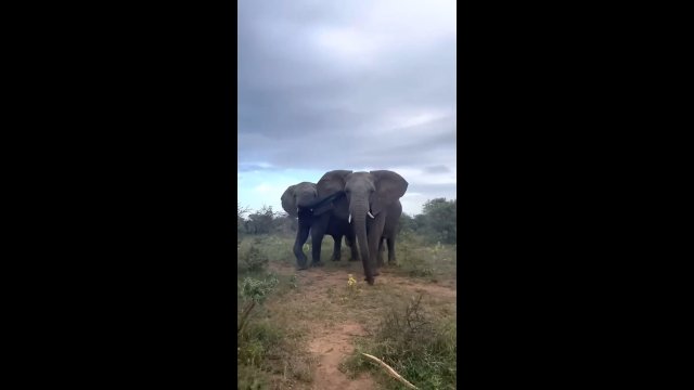 Słoń puścił potężnego pierda tuż przed swoim opiekunem