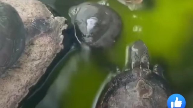 Żółw pluje na swojego kolegę niczym z pistoletu na wodę