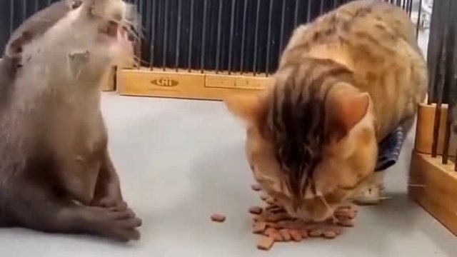 Podbieranie żarełka kotu