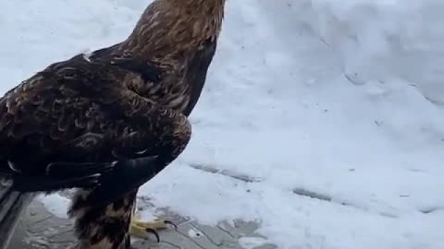 Kot obrywa po głowie od orła przy próbie kradzieży mięsa