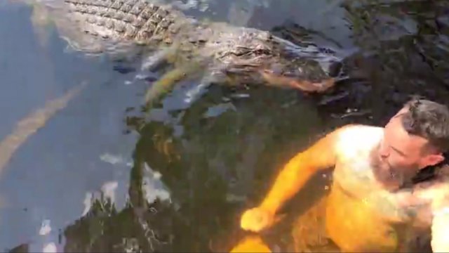 Krokodyl próbował ugryźć mężczyznę podczas kąpieli w stawie