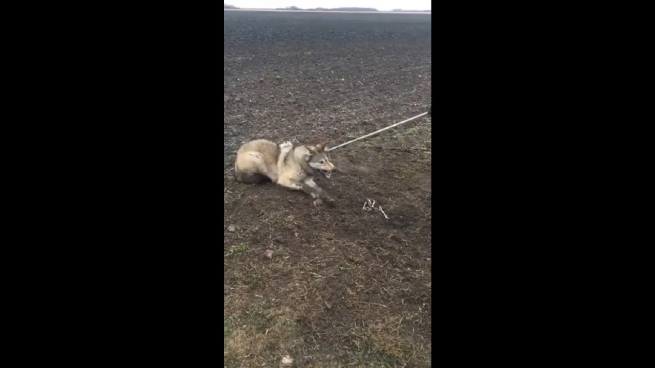 Волки спасли человека песня. Спасение волка из капкана. Женщина спасла волка из капкана.