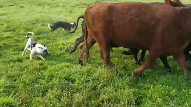 Psy zaganiają krowy do przyczepy