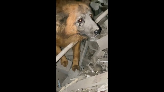 Pies czeka przy gruzach w miejscu, w którym są jego właściciele po ataku rakietowym