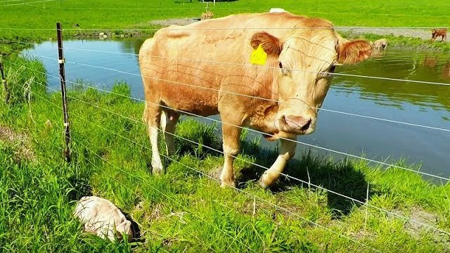 Krowa prosi faceta o uratowanie cielaka.