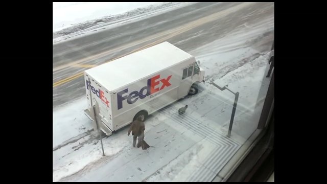 Kurier FedEx został zaatakowany przez... wściekłego indyka [WIDEO]