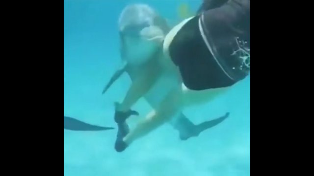 Natarczywy delfin próbował wykorzystać nurkującą kobietę [WIDEO]