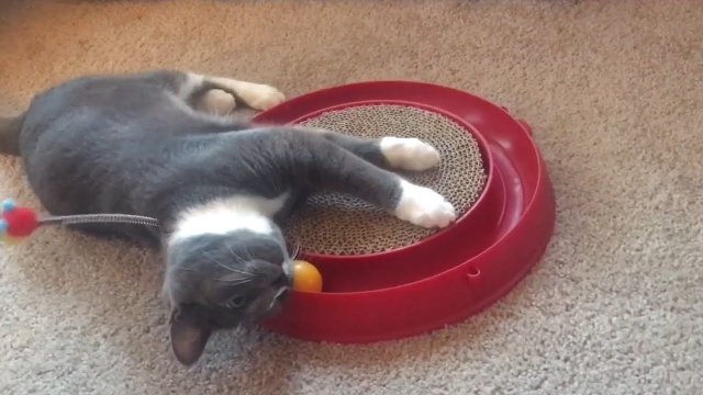 Kot bawi się nową zabawką